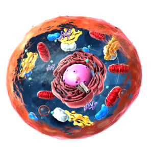 unit two biology first year (Cell ultrastructures)